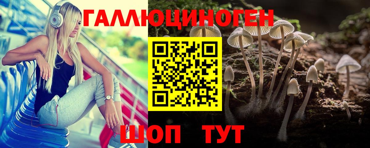 Галлюциногенные грибы Psilocybe Нововоронеж